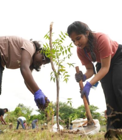 Tree Plantation